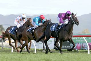 Dijon Bleu takes out the Group 3 Hawke’s Bay Breeders Gold Trail Stakes. Photo Credit - Trish Dunell